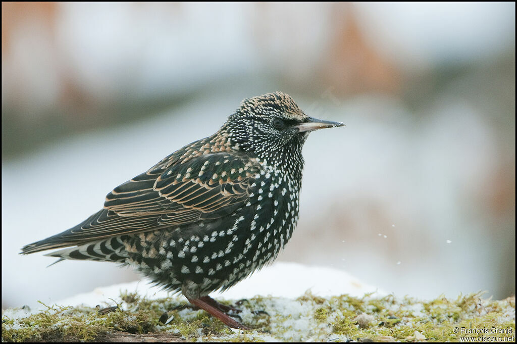 Common Starlingadult