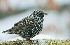 Common Starling