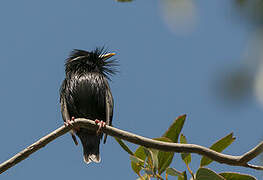 Spotless Starling