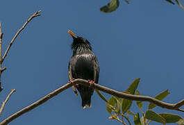 Spotless Starling