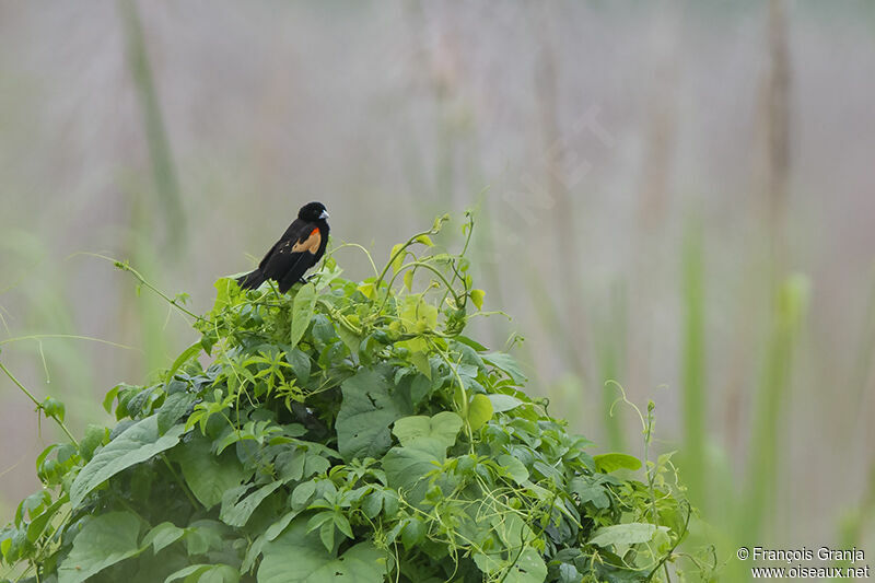 Fan-tailed Widowbirdadult