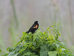 Fan-tailed Widowbird