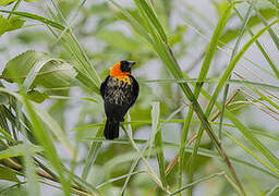 Black Bishop