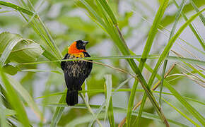 Black Bishop