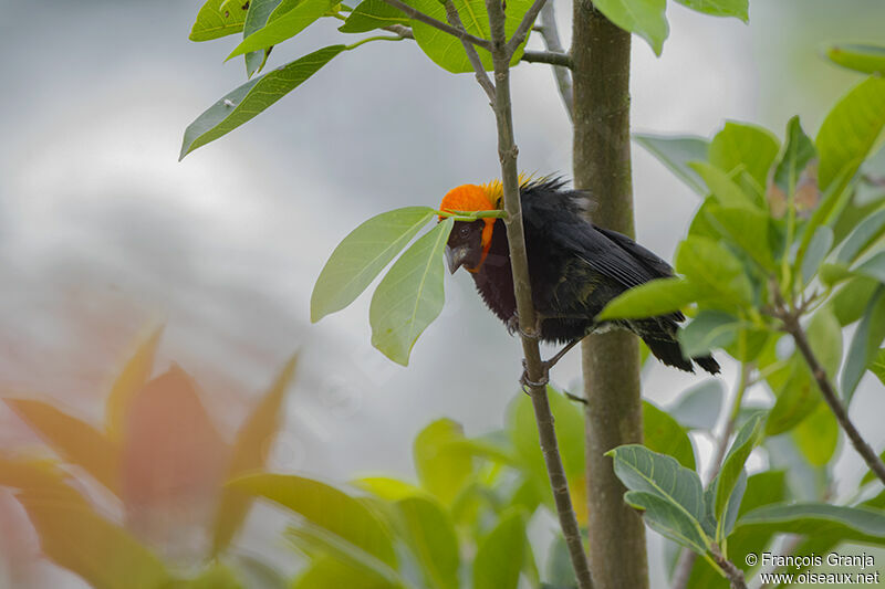 Black Bishopadult