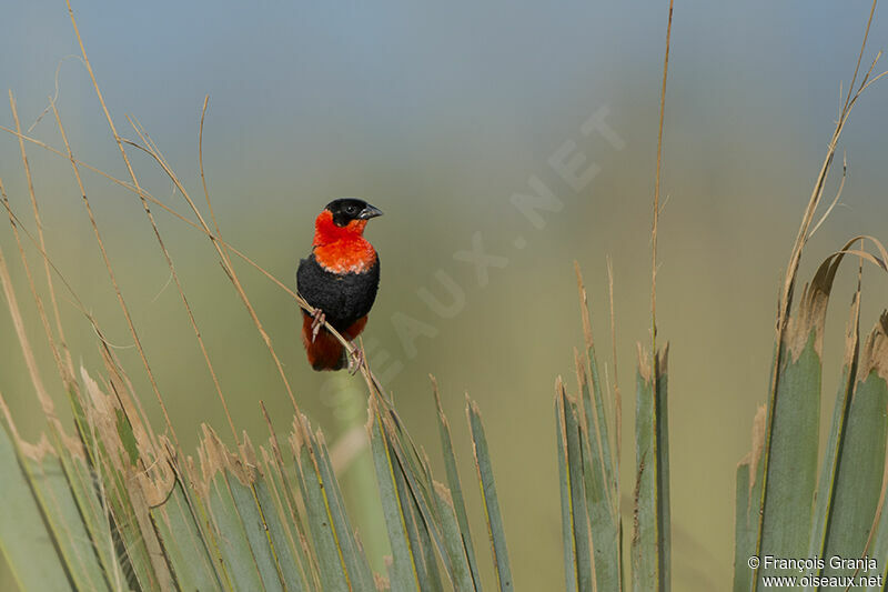 Northern Red Bishopadult