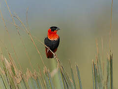 Northern Red Bishop