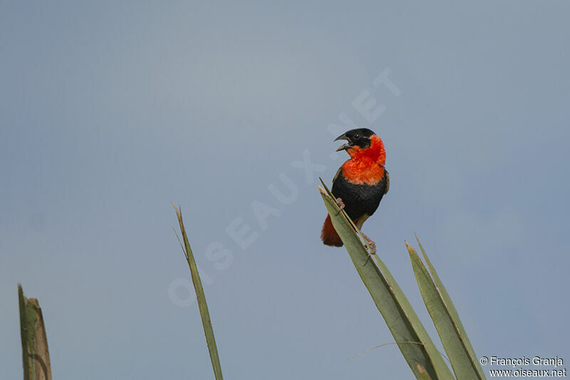 Northern Red Bishopadult