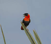 Northern Red Bishop