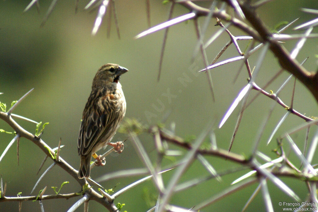 Southern Red Bishop