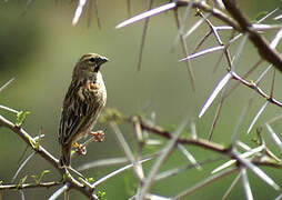 Southern Red Bishop