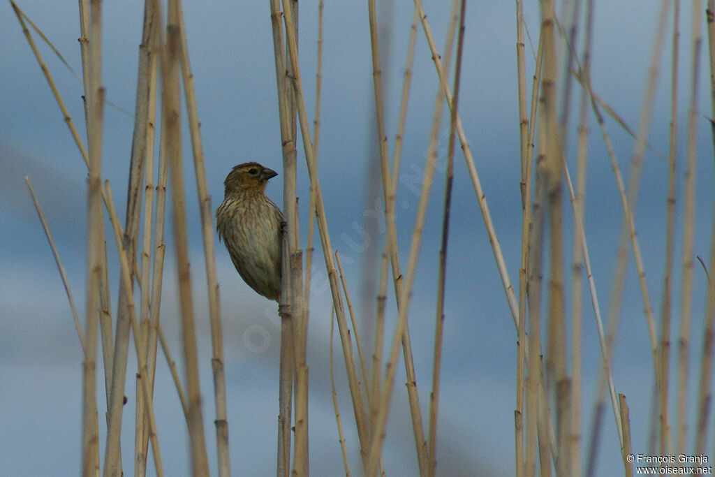 Southern Red Bishop female adult