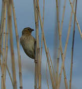 Southern Red Bishop