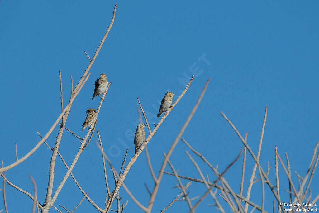 Southern Red Bishop