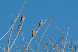 Southern Red Bishop