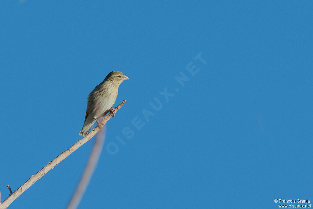 Southern Red Bishop