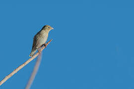 Southern Red Bishop