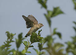 Southern Red Bishop