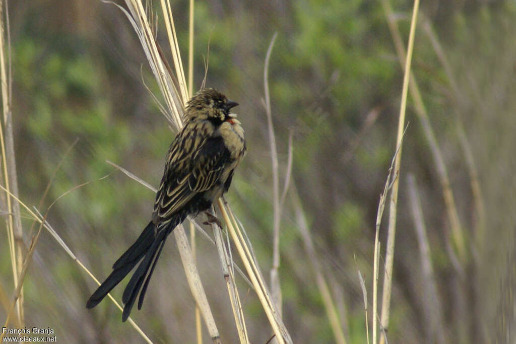 Red-collared Widowbird male adult transition, identification