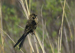 Red-collared Widowbird