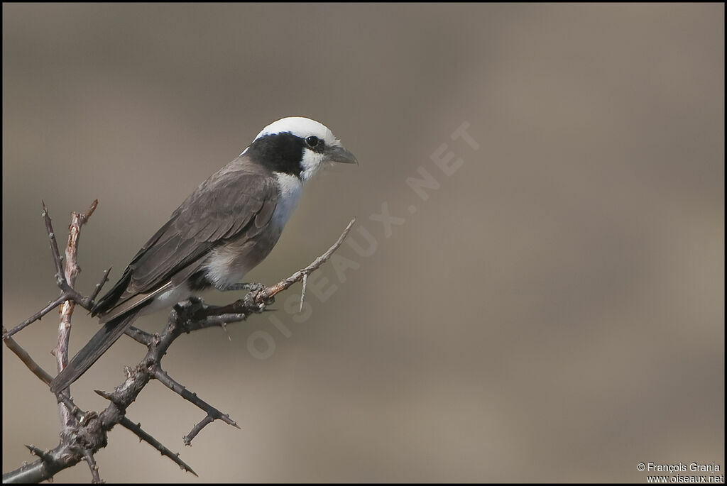 Northern White-crowned Shrike