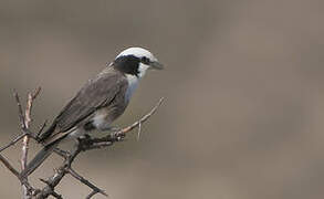 Northern White-crowned Shrike