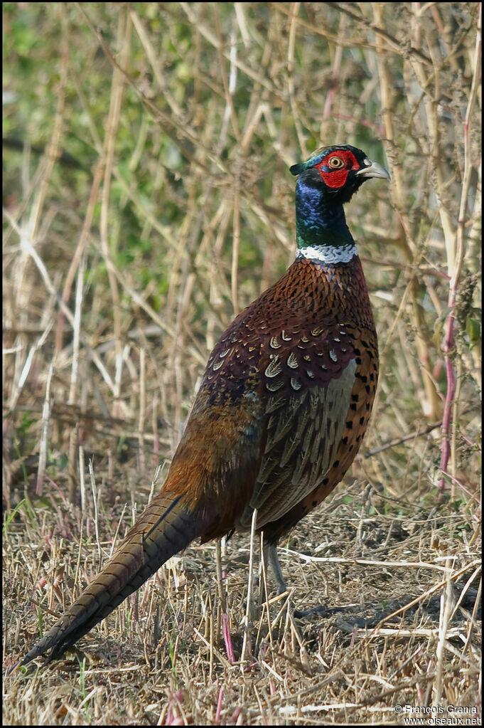 Common Pheasant male adult