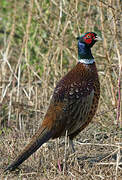 Common Pheasant