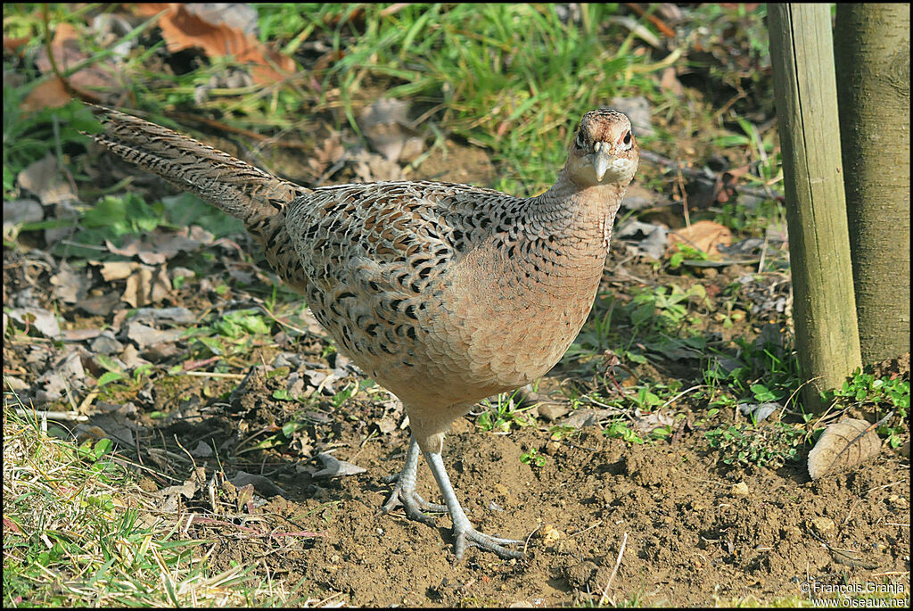 Common Pheasant female adult