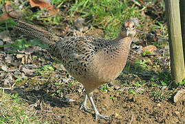 Common Pheasant