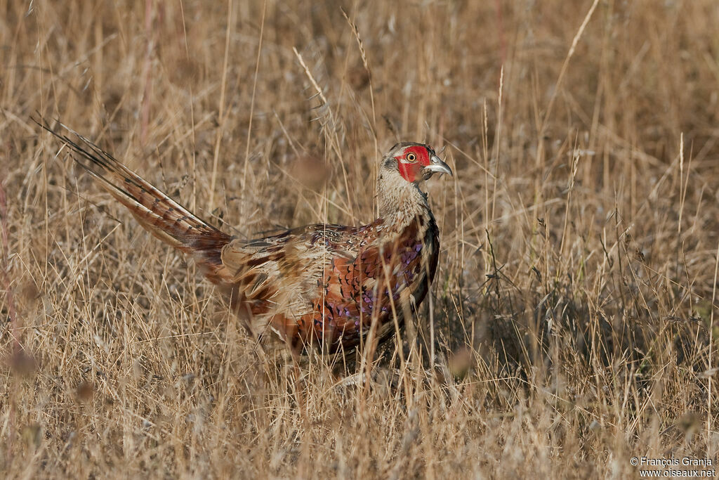 Common Pheasant male adult