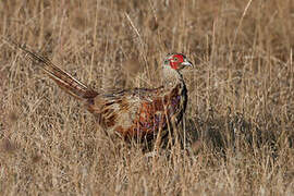 Common Pheasant