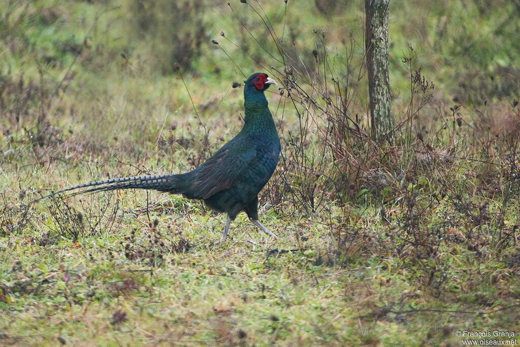 Common Pheasant