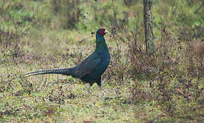 Common Pheasant