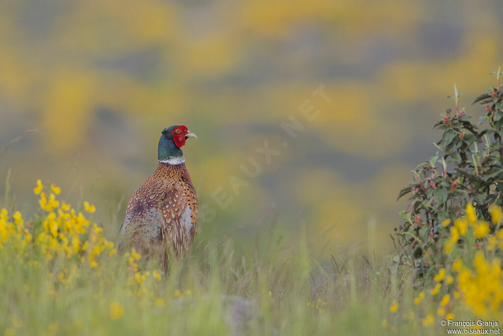 Common Pheasant male