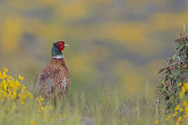 Common Pheasant