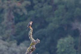 Aplomado Falcon