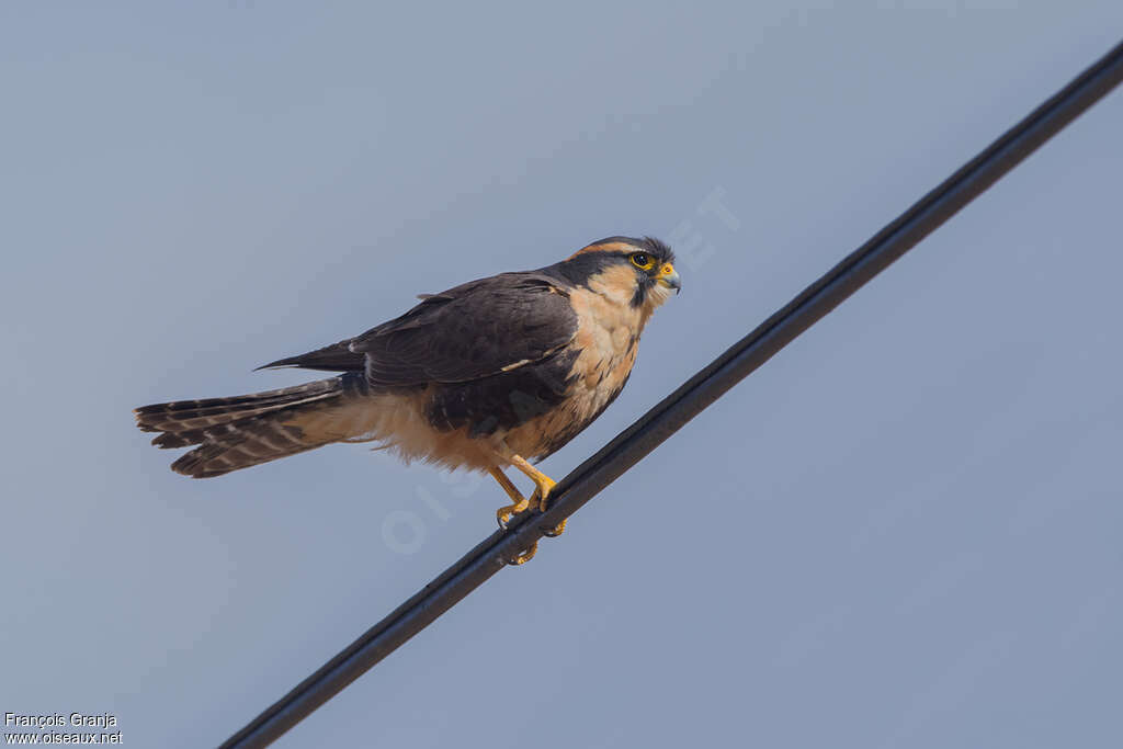 Aplomado Falconadult, pigmentation, fishing/hunting, Behaviour