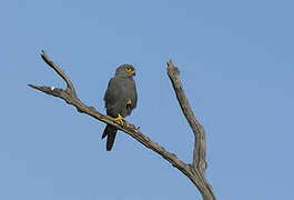 Grey Kestrel