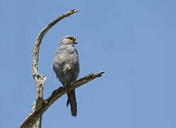 Grey Kestrel