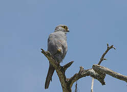 Grey Kestrel