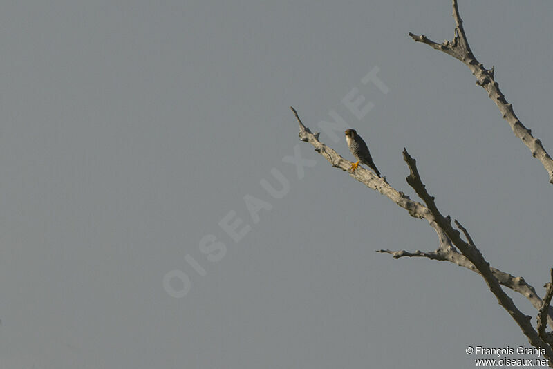 Red-necked Falconadult