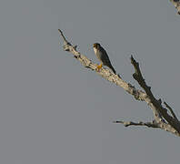 Red-necked Falcon