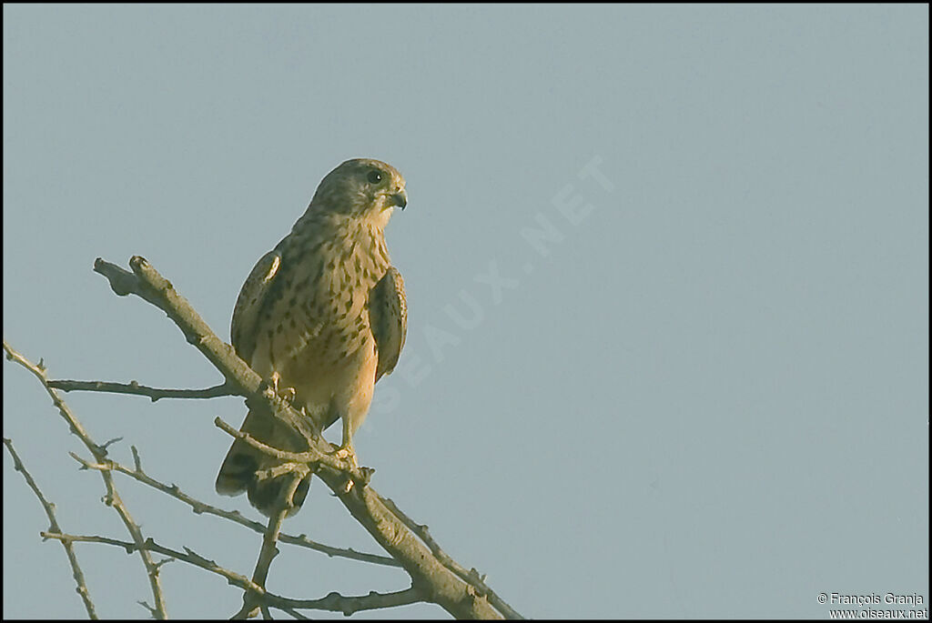 Common Kestrel