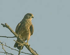 Common Kestrel