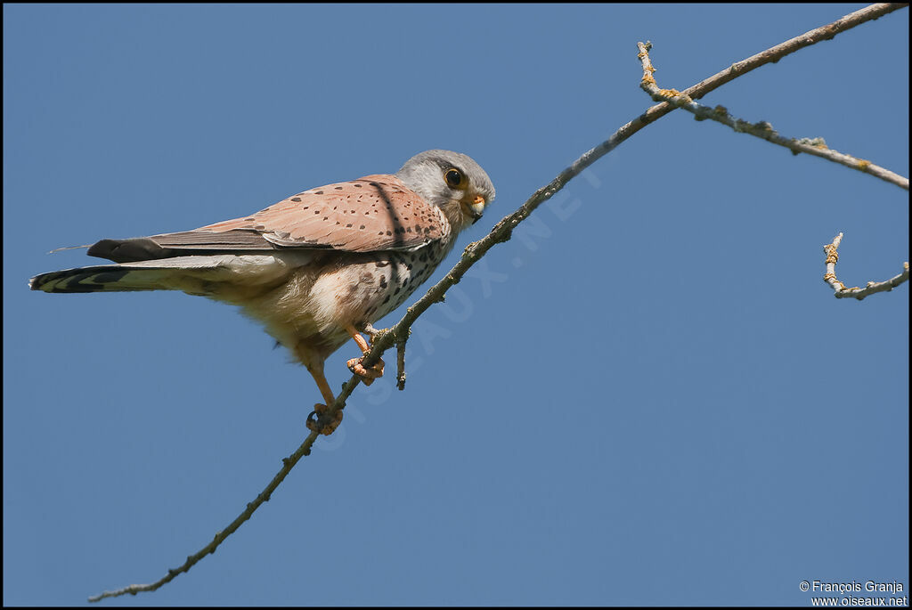 Common Kestreladult