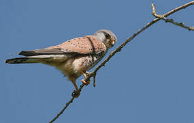 Common Kestrel