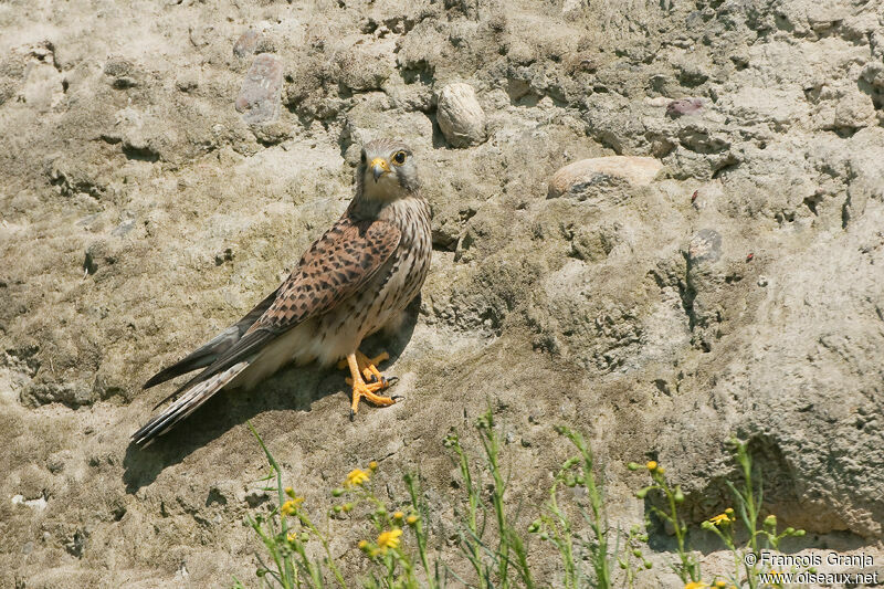 Faucon crécerelle