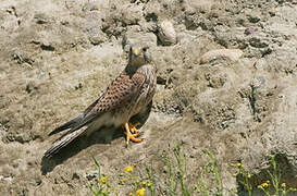 Common Kestrel