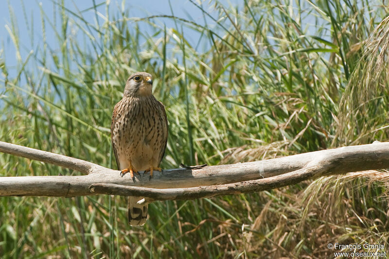 Faucon crécerelle